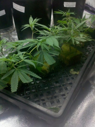 Lowkee's Veg Laboratory