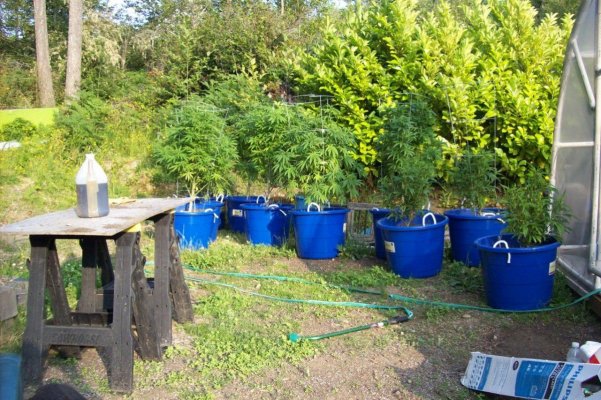 hood-canal-outdoor-grow-2012-2.jpg