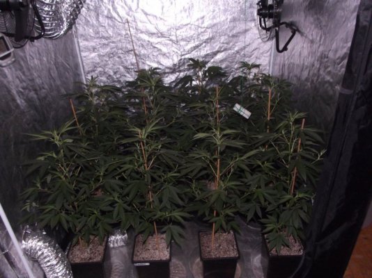 Island Sweet Skunk In The House!!!