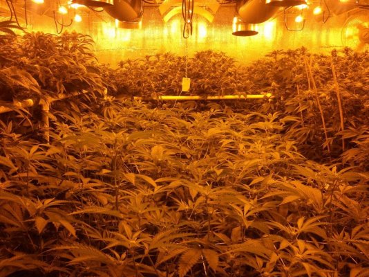 GROW DIARY: Hilltopfarms' new 12kw room 1st run