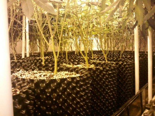 GROW DIARY: Hilltopfarms' new 12kw room 1st run