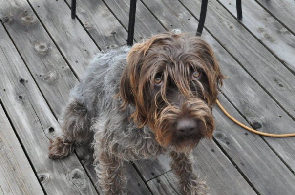 Let's see your PET'S super thread...