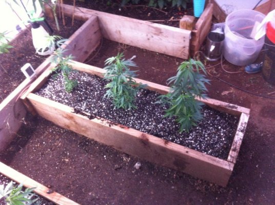 What's Up FARMERS!!! Arizona GreenHouse GRow BY tHeOnEnAZ
