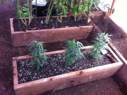 What's Up FARMERS!!! Arizona GreenHouse GRow BY tHeOnEnAZ