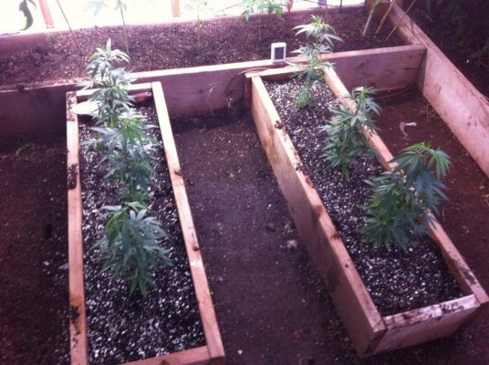 What's Up FARMERS!!! Arizona GreenHouse GRow BY tHeOnEnAZ