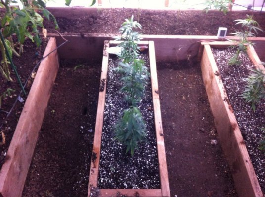 What's Up FARMERS!!! Arizona GreenHouse GRow BY tHeOnEnAZ