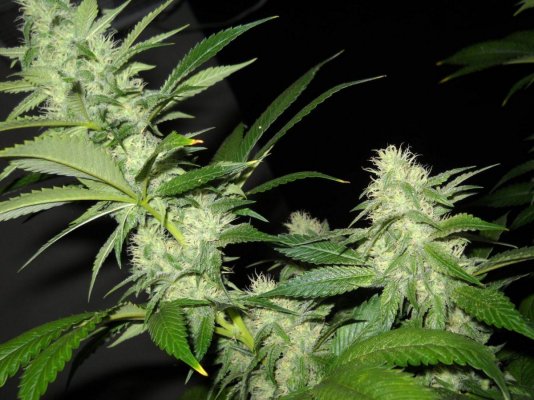 Fruity Pebble OG ~SMF~
