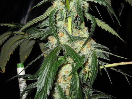 Fruity Pebble OG ~SMF~