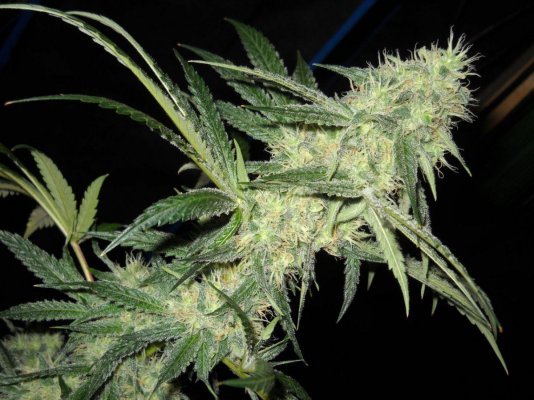 Fruity Pebble OG ~SMF~