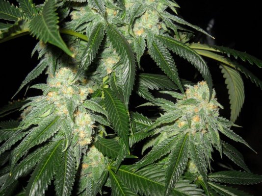 Fruity Pebble OG ~SMF~