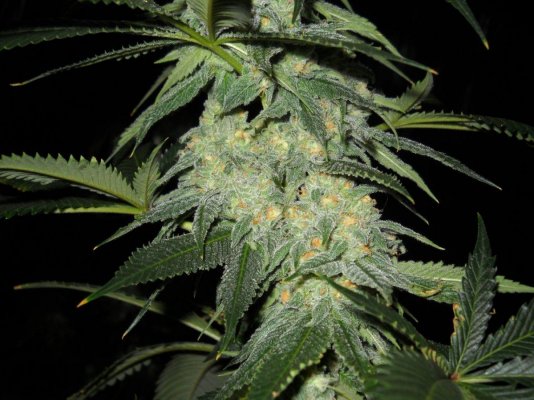 Fruity Pebble OG ~SMF~