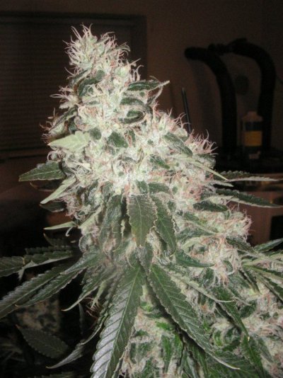 6000w of DIESEL'S, DAWG'S AND KUSH