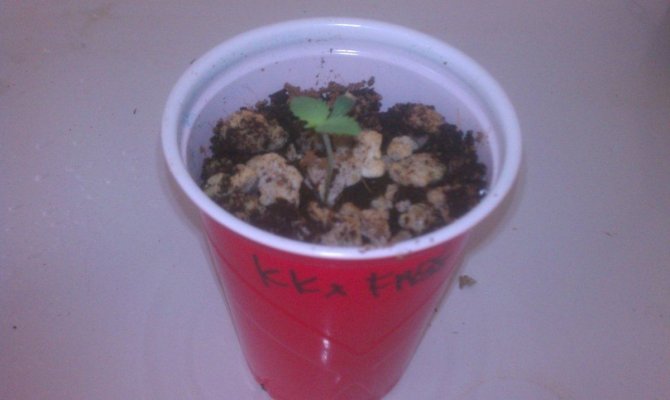 FPOG does the nasty with kosher kush, Wifi, and a Colombian... by Capulator