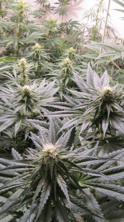Rainbow Chunky and Super Kush 019.JPG