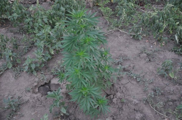 HAZEMAN SEEDS BULGARIA 2012 OUTDOOR