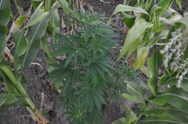 HAZEMAN SEEDS BULGARIA 2012 OUTDOOR