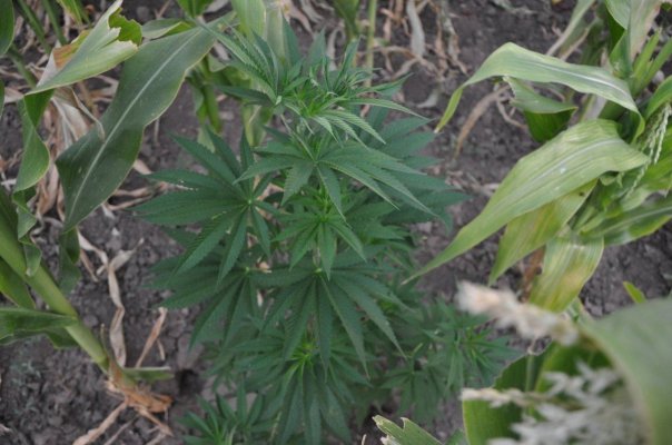 HAZEMAN SEEDS BULGARIA 2012 OUTDOOR