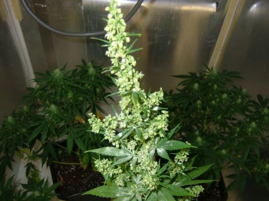 purple bastard in a recirculating wilma sytem in coco