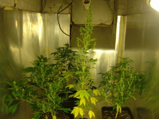 purple bastard in a recirculating wilma sytem in coco