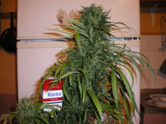 Can u put a plant thats in a pot on top of another?