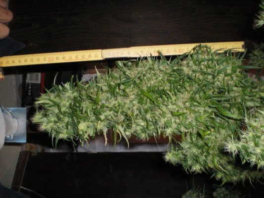Can u put a plant thats in a pot on top of another?