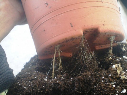 Can u put a plant thats in a pot on top of another?