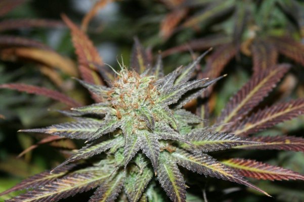 chem-og-diesel-and-haze-variations.jpg