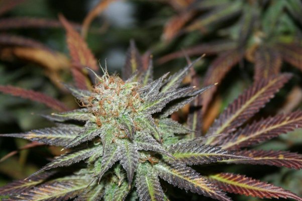 chem-og-diesel-and-haze-variations-2.jpg