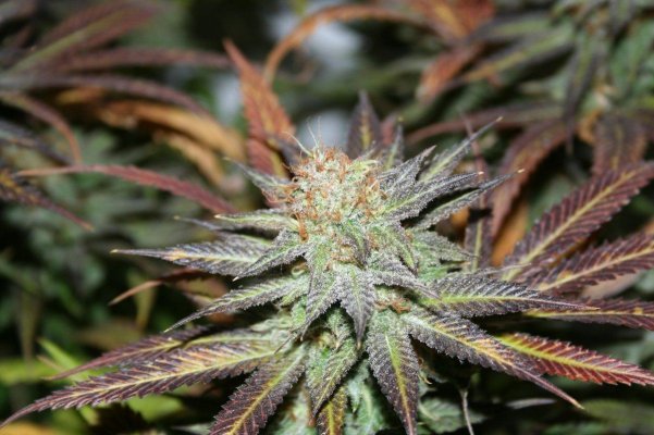 chem-og-diesel-and-haze-variations-3.jpg
