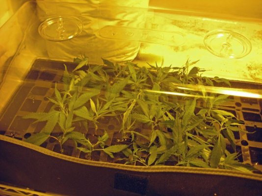 mrwakenbakes-grow-show.jpg