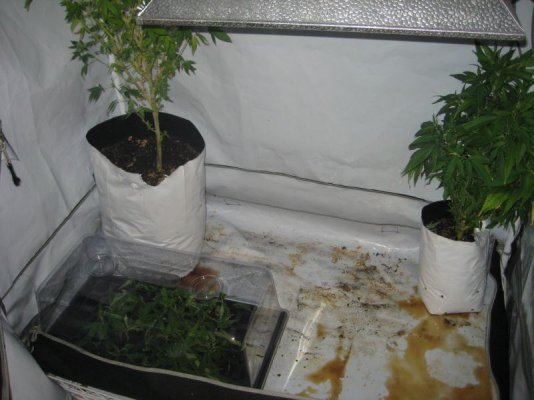 mrwakenbakes-grow-show-2.jpg