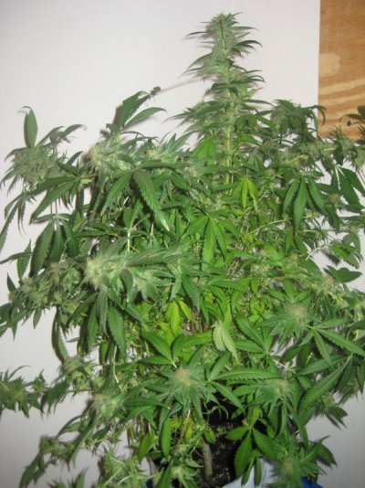 mrwakenbakes-grow-show-3.jpg