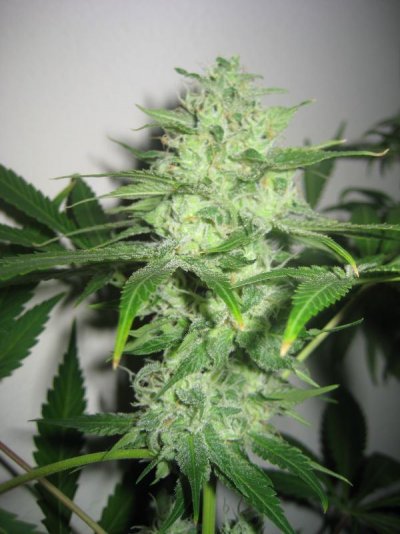 mrwakenbakes-grow-show-5.jpg