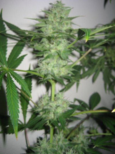 mrwakenbakes-grow-show-6.jpg