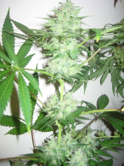 mrwakenbakes-grow-show-7.jpg