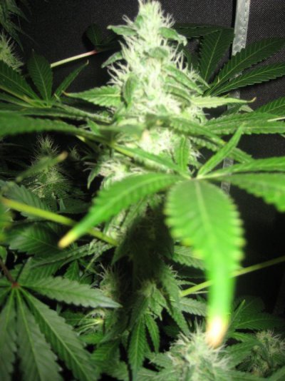 mrwakenbakes-grow-show-11.jpg