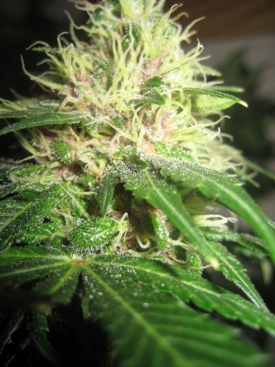 mrwakenbakes-grow-show-15.jpg