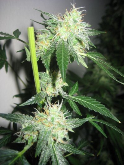 mrwakenbakes-grow-show-17.jpg