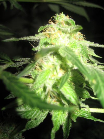 mrwakenbakes-grow-show-19.jpg