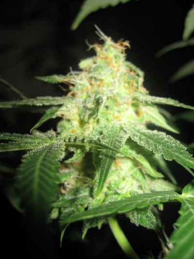 mrwakenbakes-grow-show-20.jpg