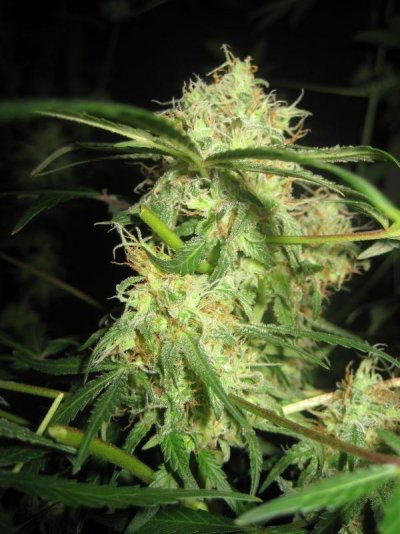 mrwakenbakes-grow-show-21.jpg