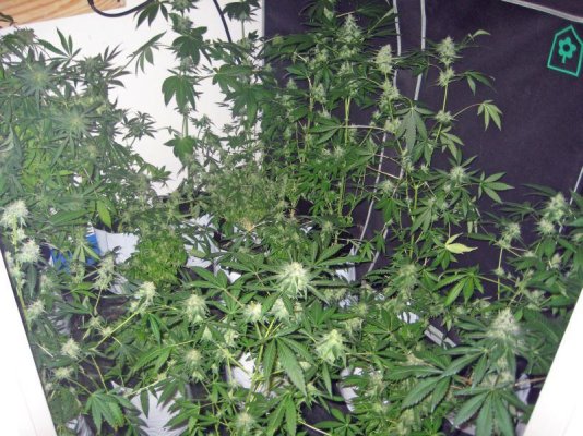 mrwakenbakes-grow-show-22.jpg