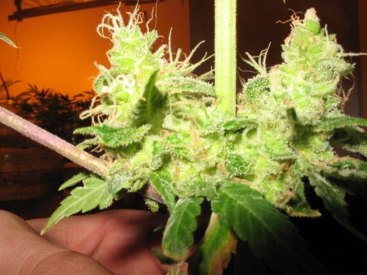 lb s bud wk8.jpg