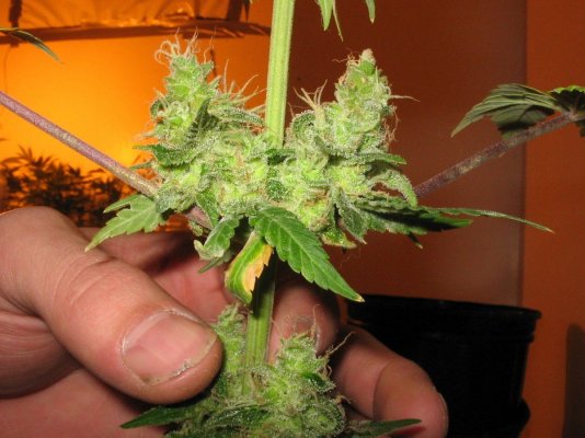 lb sm bud wk8.jpg