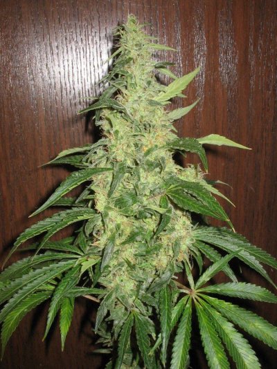 cheese cut (30).jpg
