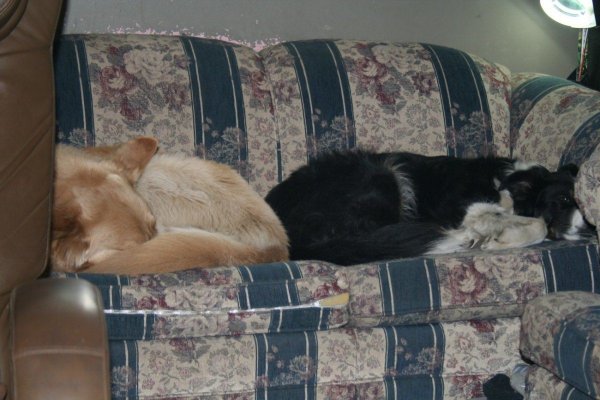 puppies.jpg
