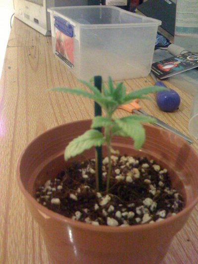 3-week-from-seed-cheisel.jpg