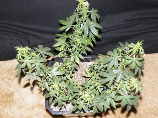 2009_0324Sweet_Diesel0008.JPG