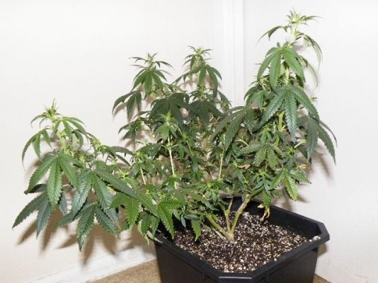 2009_0325Sweet_Diesel0003.JPG