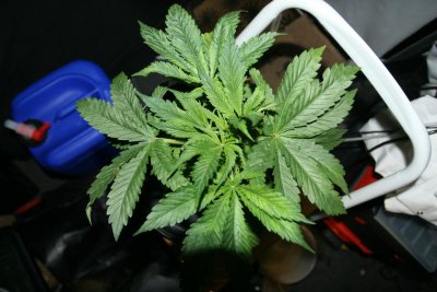 ffs-garden-of-goodness-4.jpg